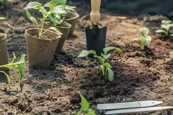 Kaip suplanuoti daržą ir apskaičiuoti reikiamą sėklų kiekį?