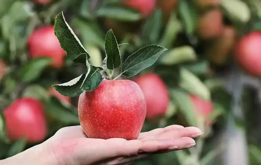 Obuoliai karaliauja ir žiemą: jų nauda organizmui ir patarimai, kokiomis sąlygomis juos laikyti