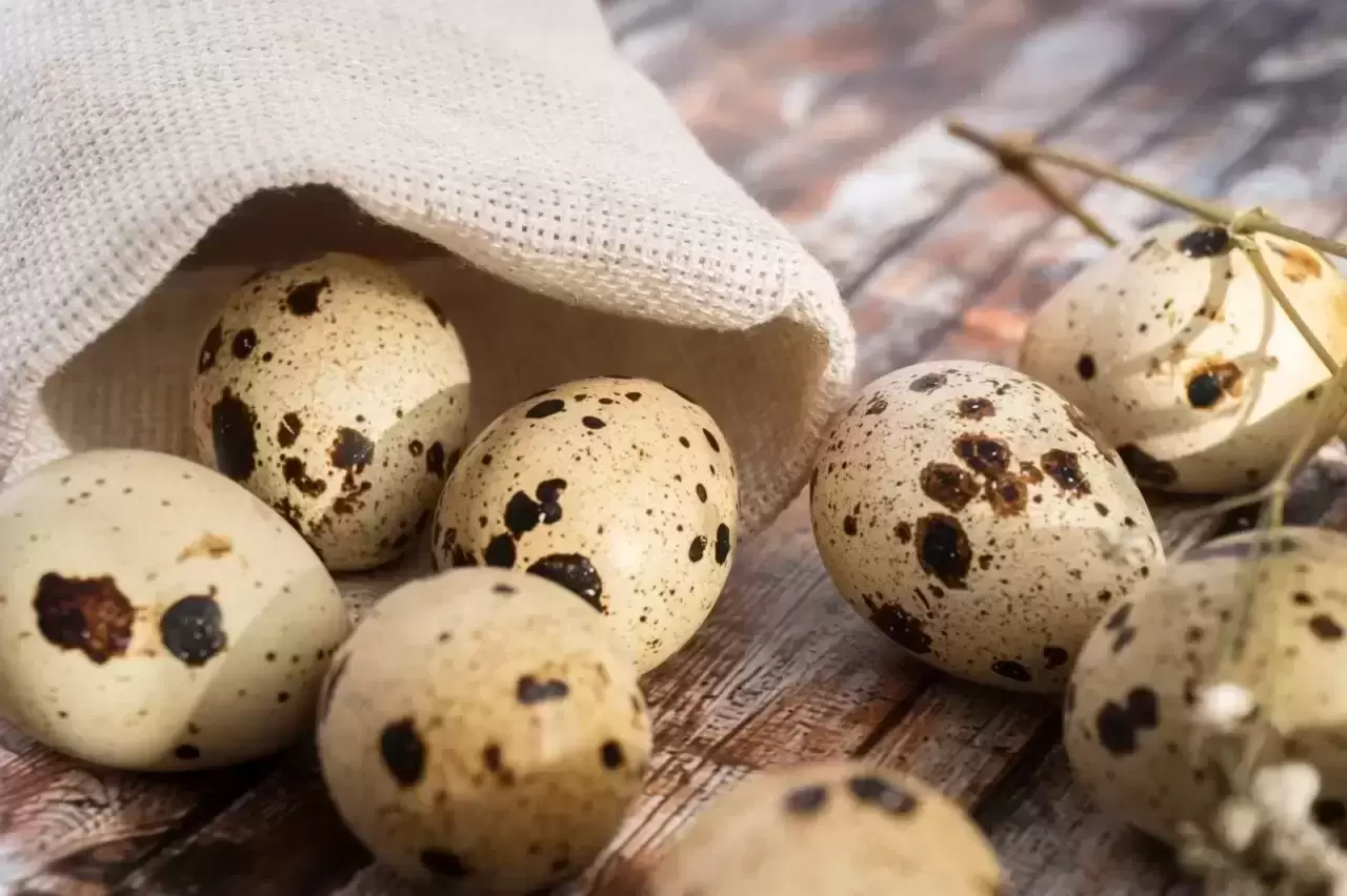 Velykoms – putpelių kiaušiniai: nauda, paruošimo būdai ir abejingų nepaliksiantis receptas