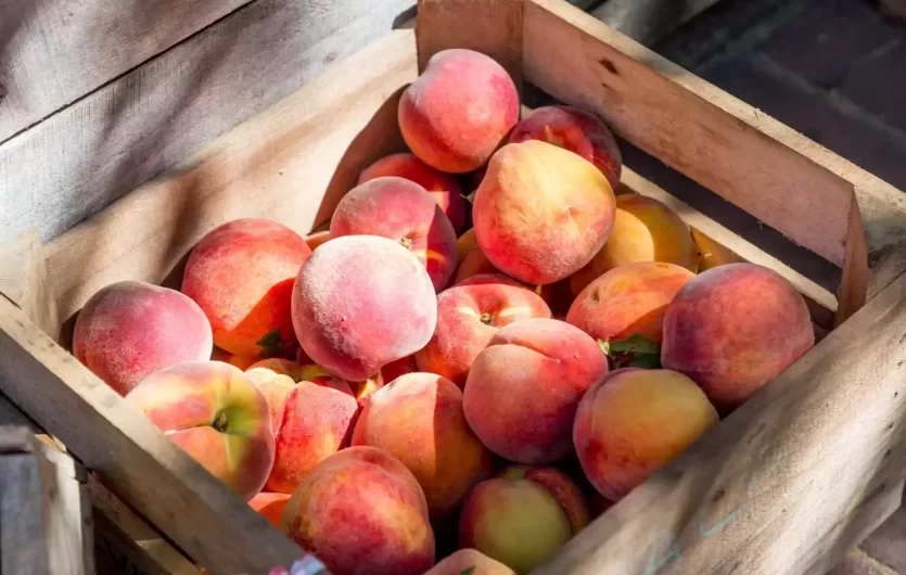 5 faktai apie persikus: padeda kovoti su stresu ir nerimu, naudojami kosmetikos gamyboje