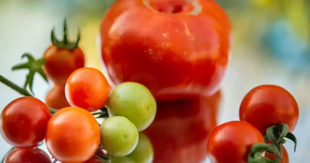 Pomidorai ir jų rūšys: pagrindiniai skirtumai ir geriausi panaudojimo būdai