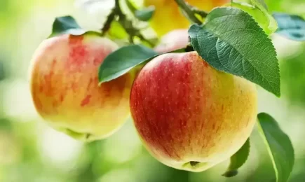 Lietuviško aukso – obuolių sezonas: iššūkių kupini metai ir sveikuoliško deserto receptas