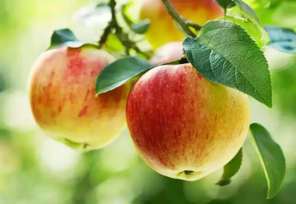 Lietuviško aukso – obuolių sezonas: iššūkių kupini metai ir sveikuoliško deserto receptas