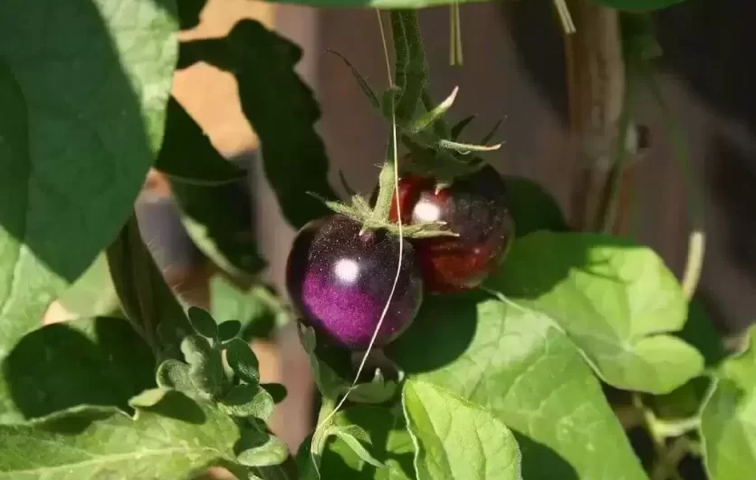 Lietuvių virtuvėje vietą atranda violetiniai pomidorai: kuo jie ypatingi?