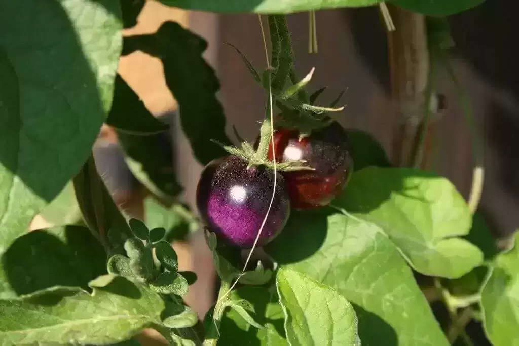 Lietuvių virtuvėje vietą atranda violetiniai pomidorai: kuo jie ypatingi?